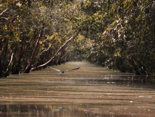La forêt de cajeputiers de Tra Su